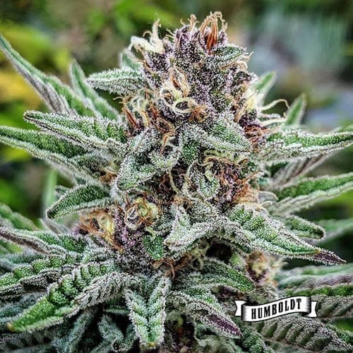 Blueberry Muffin - 2