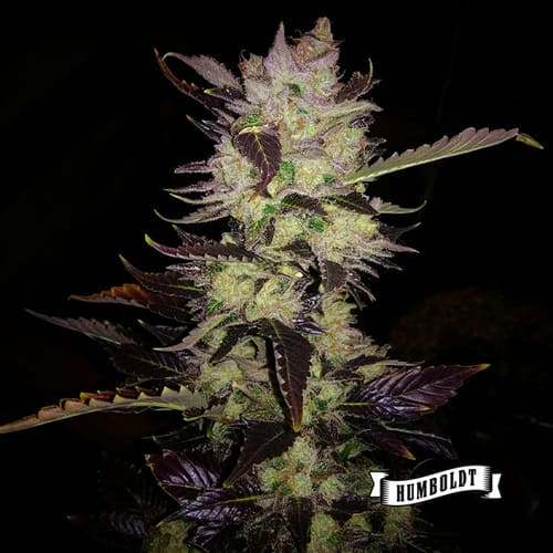 Cali Sour Diesel