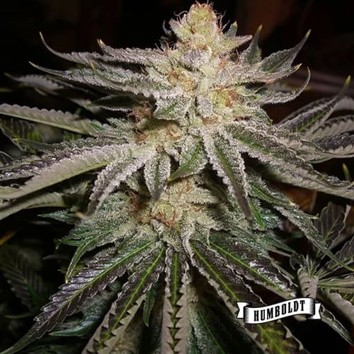 Cali Sour Diesel - 2