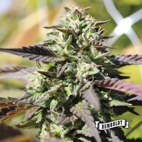 Chunkadelic Auto