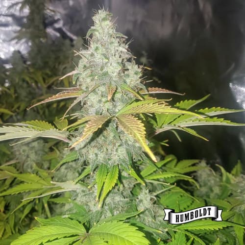 Chunkadelic Auto - 2