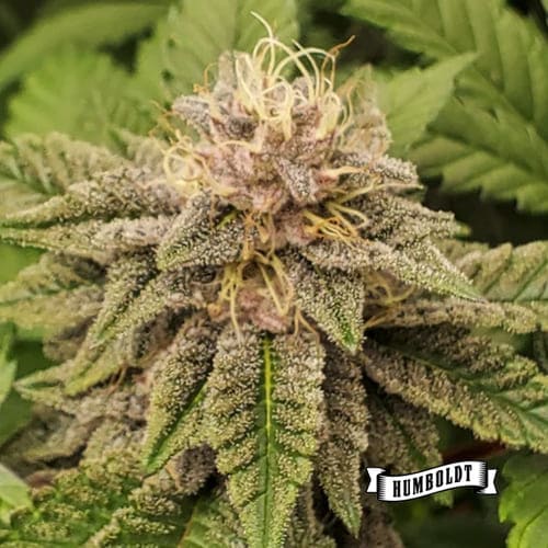 Garlic Budder - 2