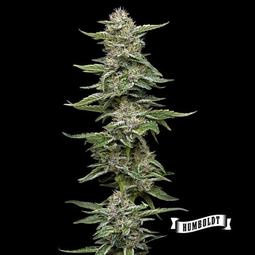 Garlic Budder - 3