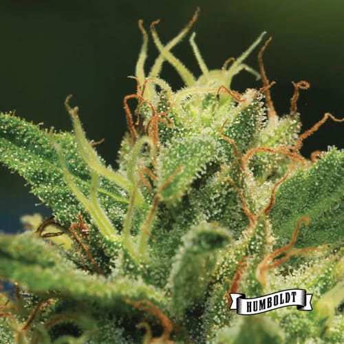 Humboldt Sour Diesel - 2