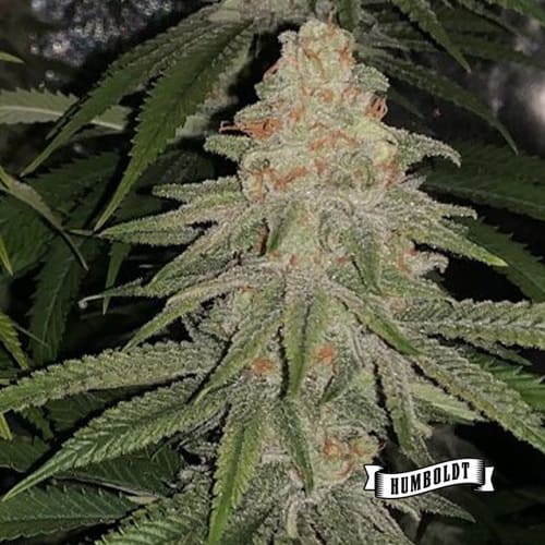 Humboldt Sour Diesel