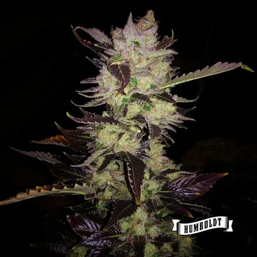 Humboldt Sour Diesel - 3