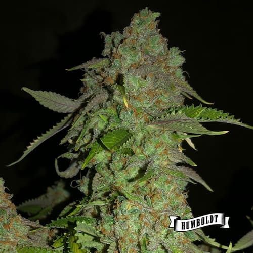 Magic Melon - 2