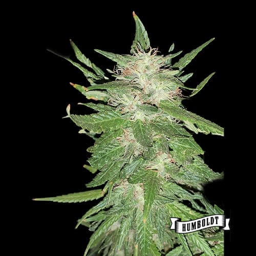 Mango Sherbert