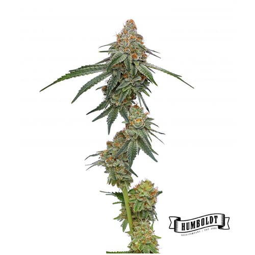 Pineapple Upside Down Cake - 2