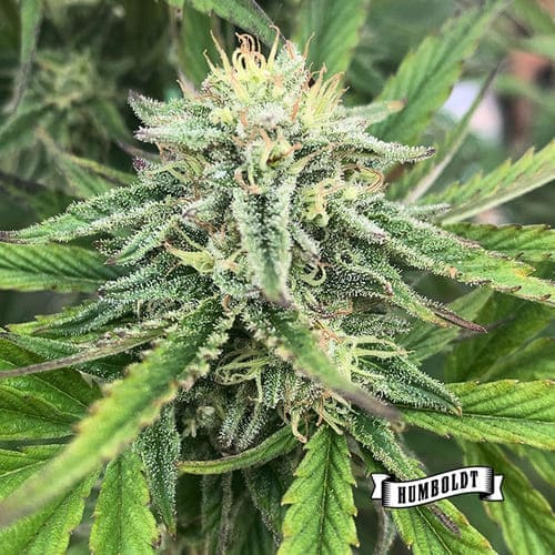 Strawberry Cheesecake - 2