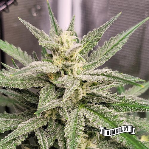 Vanilla Frosting - 2