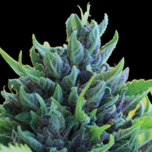 Humboldt Dream Auto