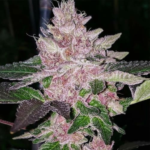 Tropicanna Punch BX1