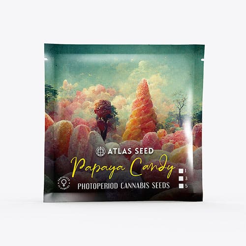 Papaya Candy - 2