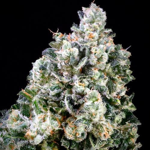 Papaya Candy