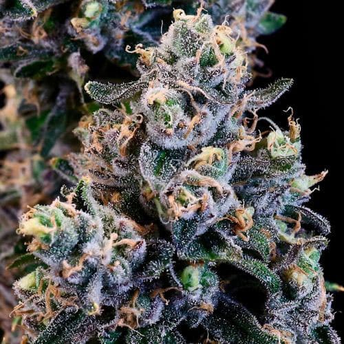 Peanut Butter Breath FAST