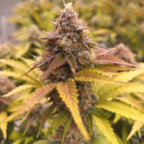 Black Garlic Auto
