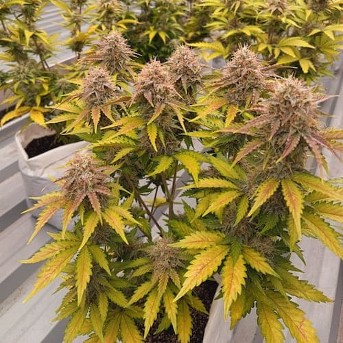 Black Garlic Auto - 3