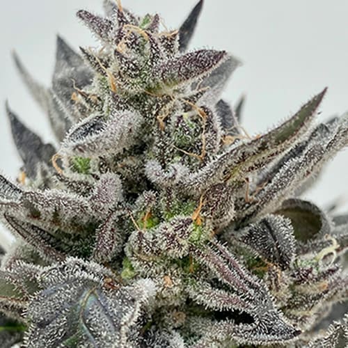 Hellhound Auto