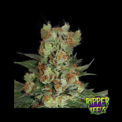 Fuel OG