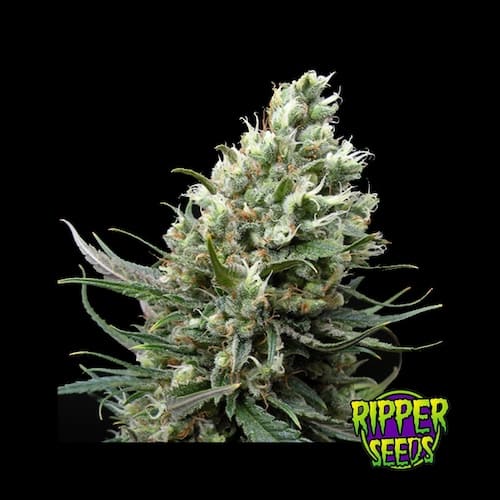 Ripper Haze