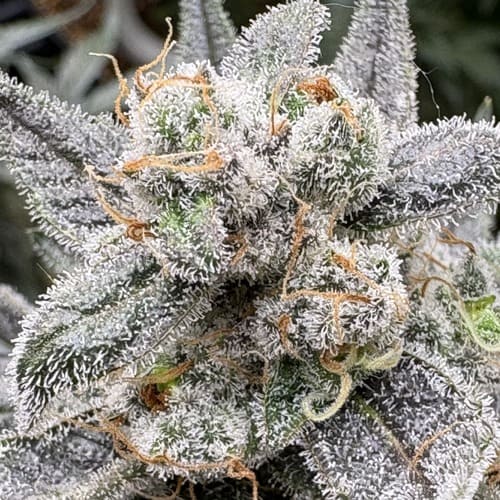 Candy Joy Auto - 2
