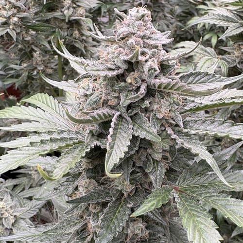 Candy Joy Auto