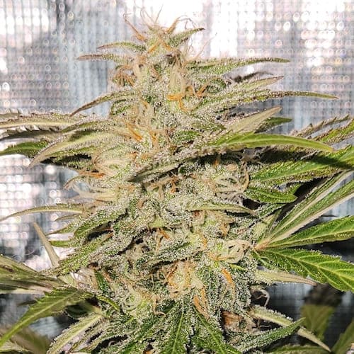 Cherry Kush Auto - 4