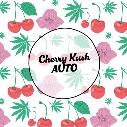 Cherry Kush Auto - 5