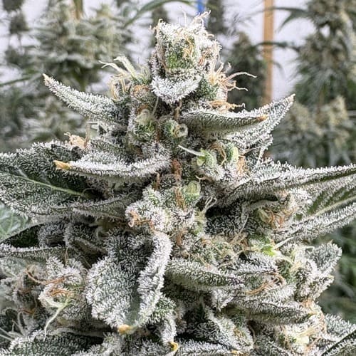 Cherry Kush Auto