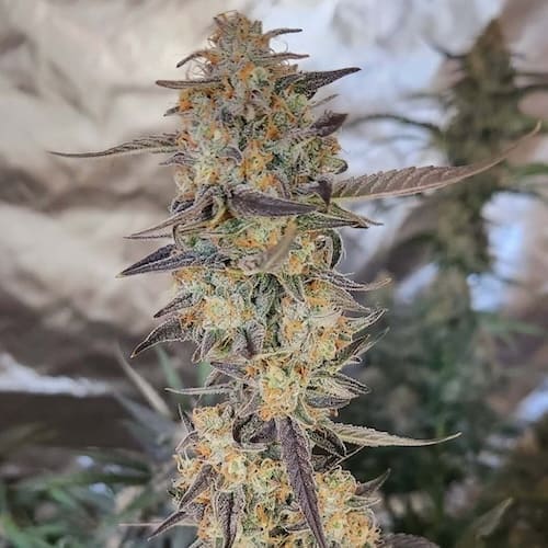 Tangie Joy Auto - 3
