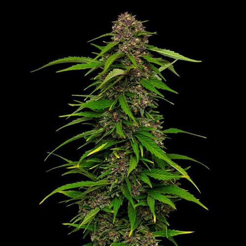 Squirt Auto