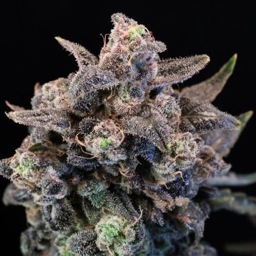 Unicorn Glitter