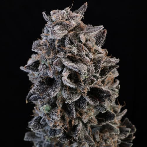 White Widow Auto
