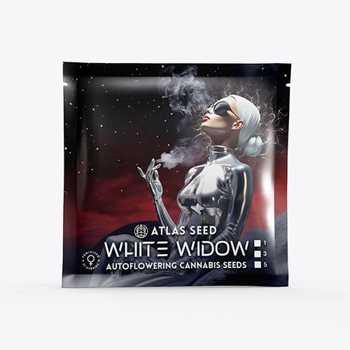 White Widow Auto - 2